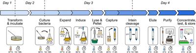 An optimized protocol for expression and purification of monomeric full-length BAX protein for functional interrogations